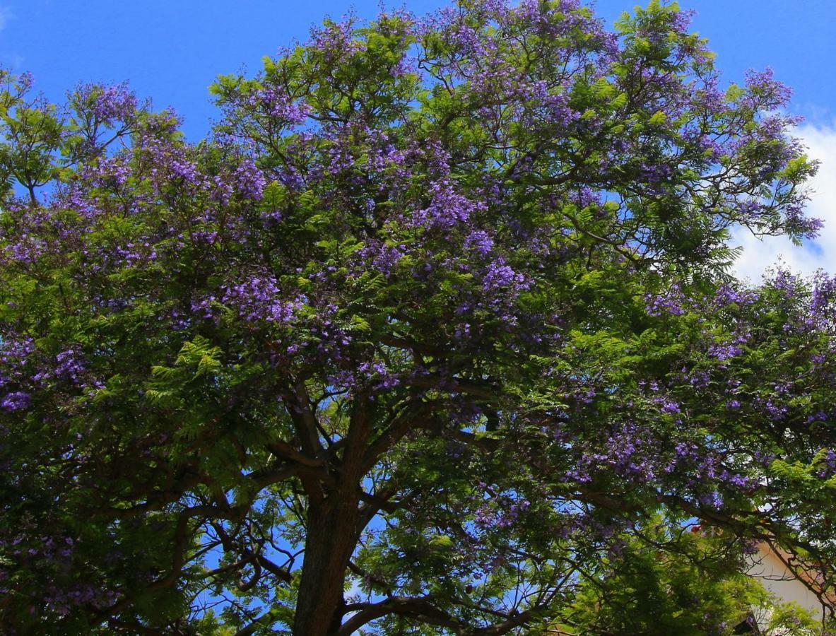 شقة فونشال  في Quinta Araucaria Funchal المظهر الخارجي الصورة